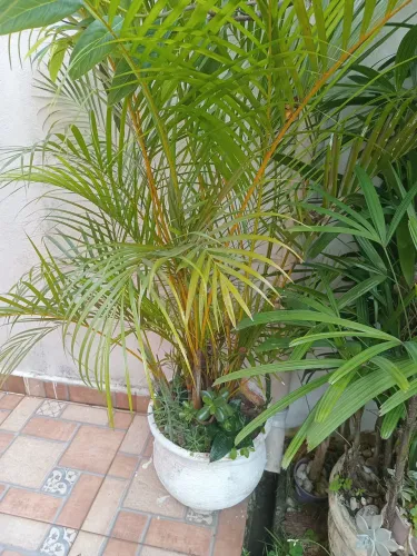 Coqueiro 70 reais