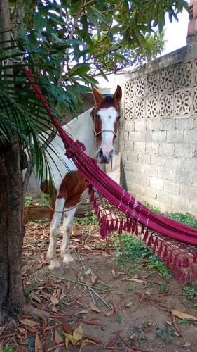 Cavalo pampa Machador 
