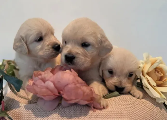 Filhotes com garantia de saúde - Golden Retriever 