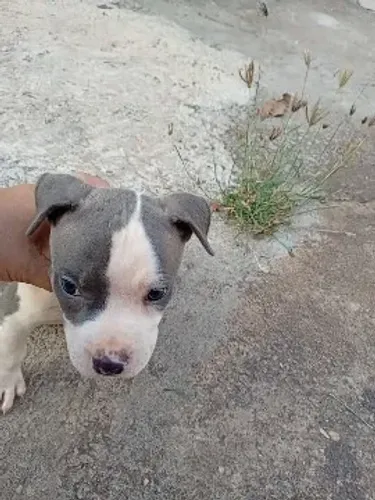 Vendo um cachoro