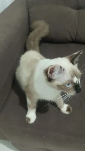 Adote um gatinho