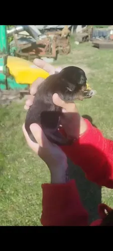 Mini Pinscher macho 0