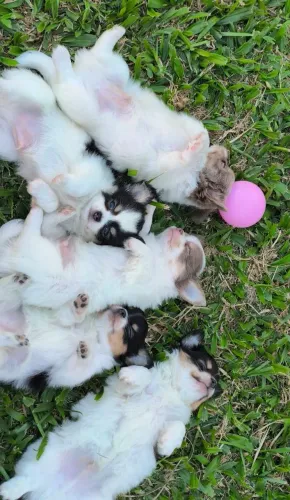 Filhotes de Chihuahua Macho Pequenos - Até 12 vezes