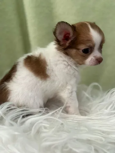 Chihuahua pequeno e valente 