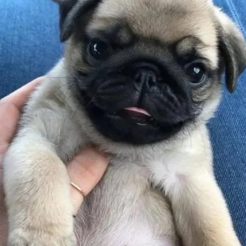 Filhotes de Pug | Fofura em dose máxima!