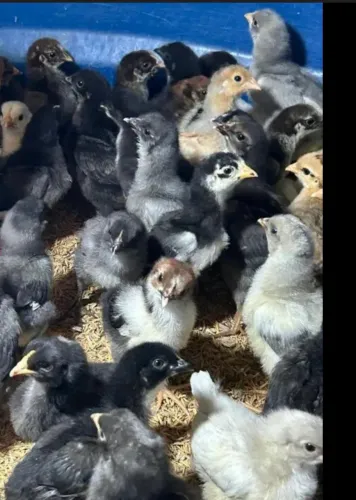 Pintinhos GLC de ovos coloridos, Galinha da Angola e Marrecos Pompom 