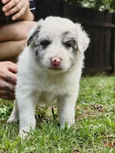 Filhotes de Border Collie | Filhotes com genética excelente!