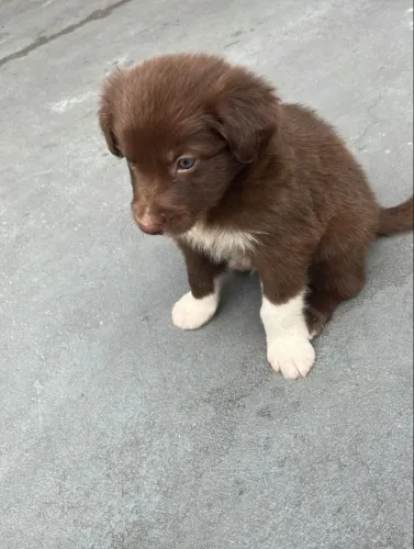 Machinho chocolate de Border Collie filhote com 59 dias vacinado e com Pedigree-Alberto