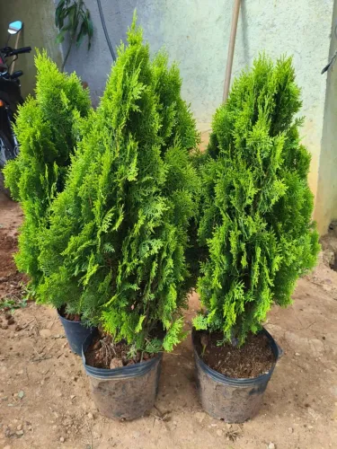 Pinheiro de natal 