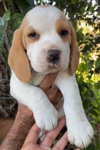 Beagles 13 polegadas 
