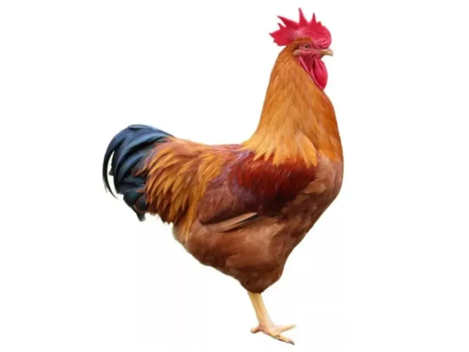 Galo e Galinha de Raça