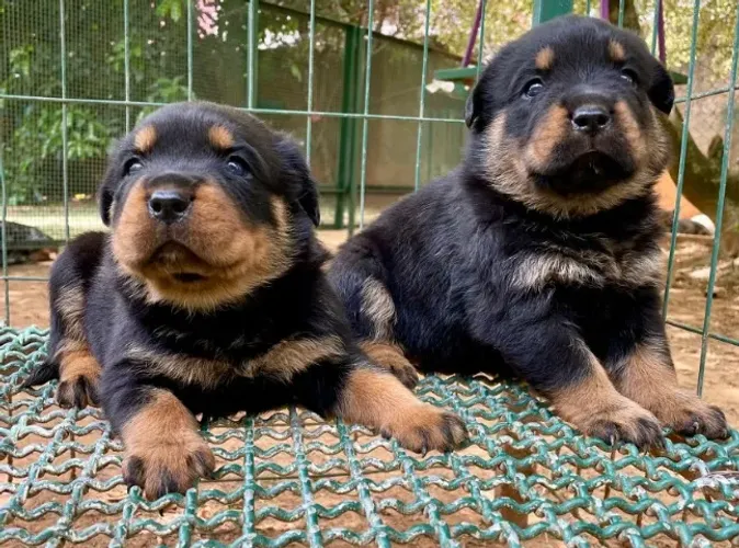 Rottweiler casal - Filhotes pré adestrados ao jornal e vacinados, somos loja e canil