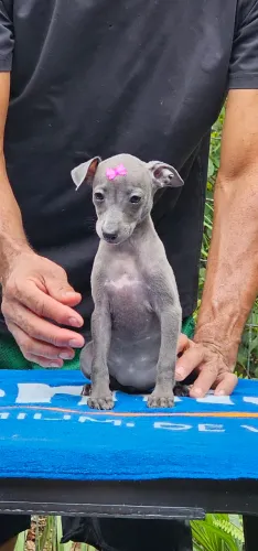 Galgo Italiano femea - Leia o anuncio