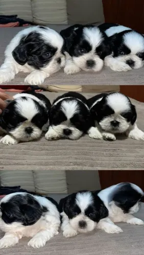 ***OPORTUNIDADE FILHOTES SHIH TZU*** De 900,00 por 800,00 só hoje!