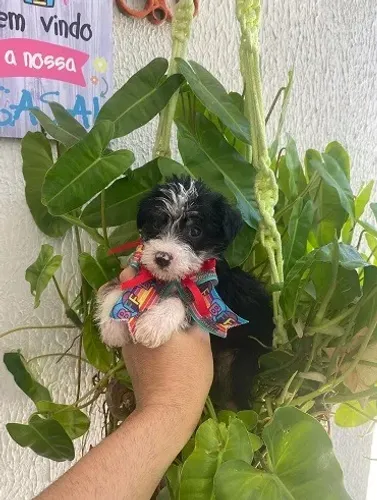 Poodle com maltês caminha de brinde zap 85 99629.3794