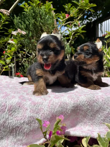 Filhote Yorkshire Terrier Fêmeas