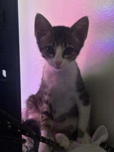 Gata de 3 meses pra adoção 