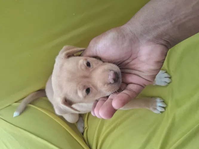 3 Filhotes de labrador fêmea 45 dias de nascida
