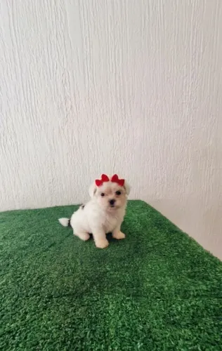 Filhote de Shih Tzu fêmea