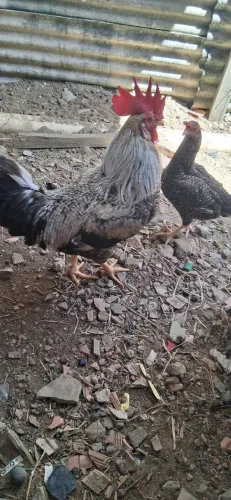 Vendo galo Boa genetica