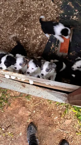 Vendo filhotes de border collie puros!