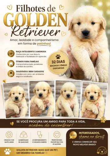 Golden filhote
