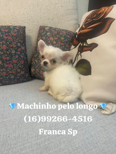 CHIHUAHUA MACHINHO PELO LONGO