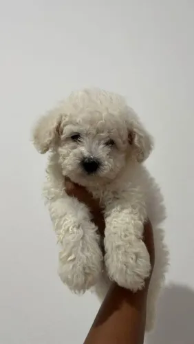 Poodle Toy Macho | Dúvidas? Me chama no WhatsApp