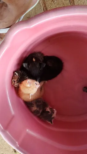 Gatos para doação