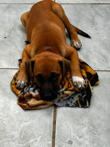 Doação filhote (Fêmea)