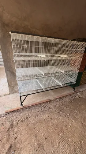 Gaiolas pintos frangos