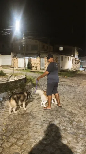 Doação de Husck siberiano