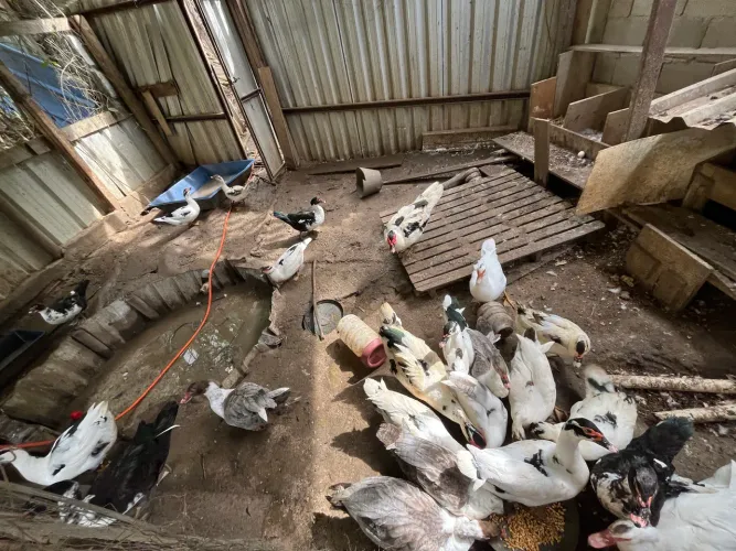 Vende-se 10 patos