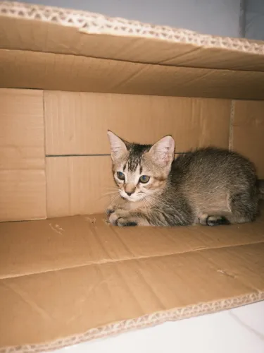 Doação de gatinha
