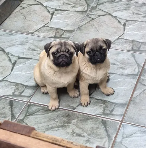 Ultimo Casal de Pug