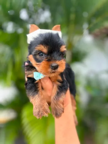 YORKSHIRE Fêmea e Macho - Vacinado Importada + Pedigree + Kit FILHOTE