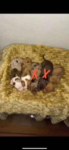 Dachshund