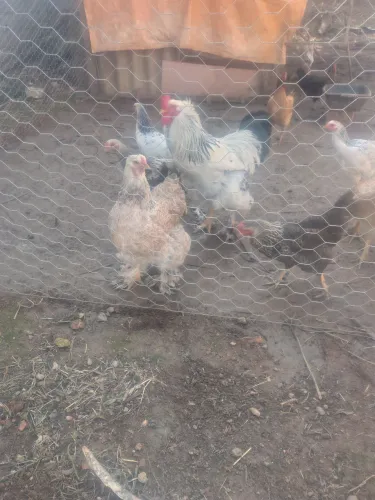 Frangos e galinhas Brahma