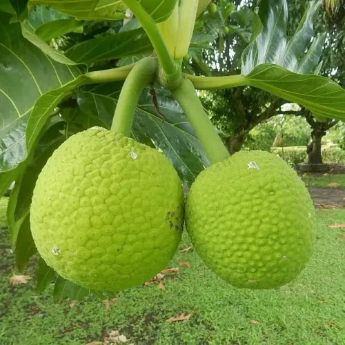 Fruta pão (arvore do pão) - Artocarpus altilis. - vendo mudas