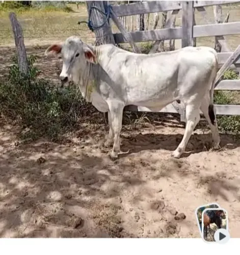 Bezerras a venda