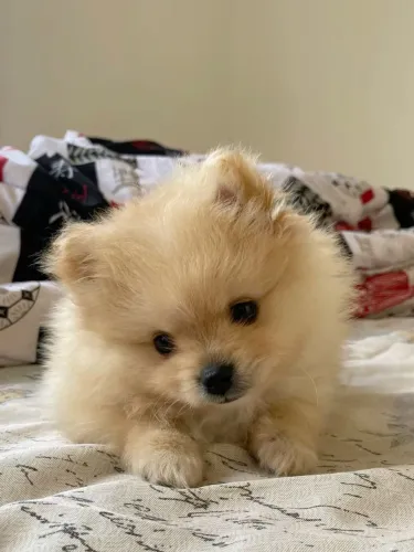 Lulu da Pomerânia simplesmente lindo