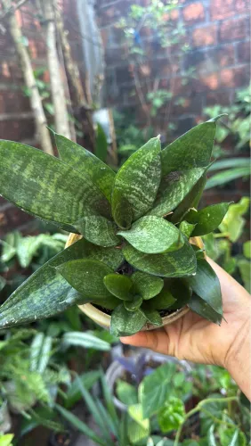 Plantas