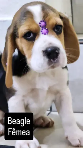 Beagle Femea na Petshow Londrina