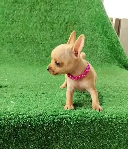 Pinscher na cor;gema truslimin