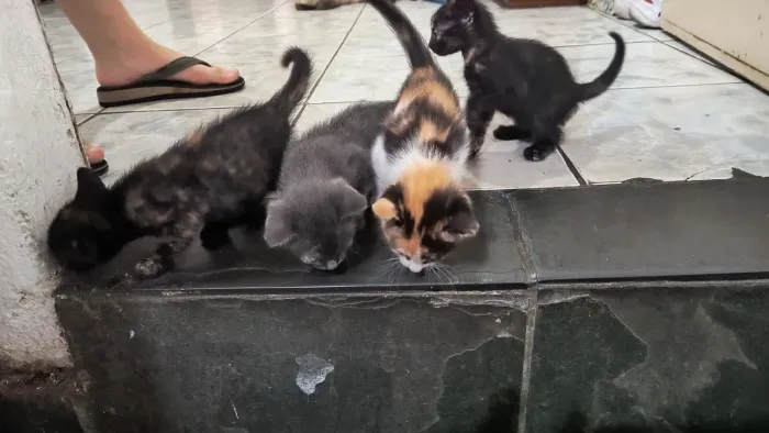 Gatos para doar