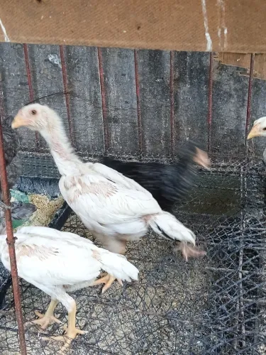 Pontos cariocas