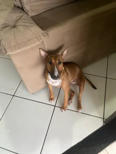 Vendo Bulterrier filhote 8 meses 