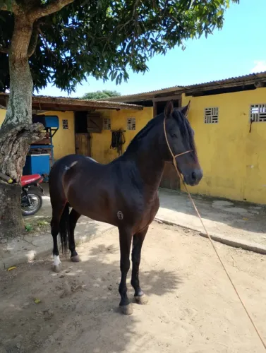 Cavalo Garanhão Mangalarga Machador TOP ITAPARICA MARROCOS