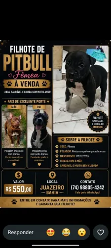 Filhote de Pitbull