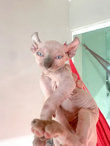 Sphynx MACHO